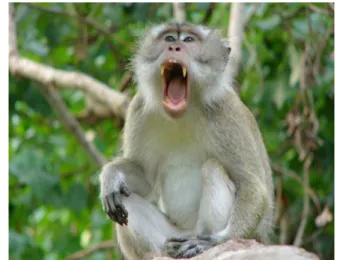 Gambar 2 Monyet ekor panjang (Macaca fascicularis)  (Sumber foto: Entang Iskandar 2007) 