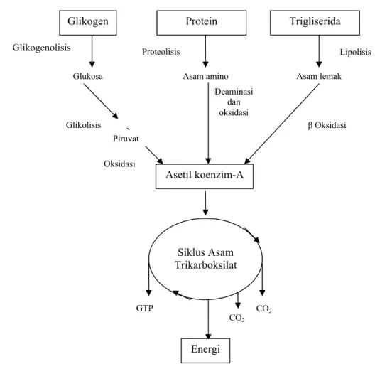 Gambar 4 Siklus asam trikarboksilat (Toha 2001). 