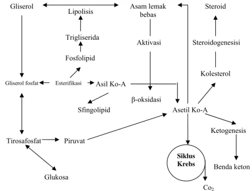 Gambar 6 Metabolisme lipid (Toha 2001). 