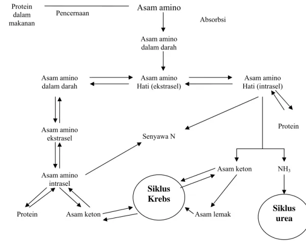 Gambar 7  Metabolisme protein (Toha 2001). 