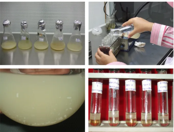 Gambar 1. Inokulasi Bakteri biosurfaktan dan Uji Emulsifikasi biosurfaktan.