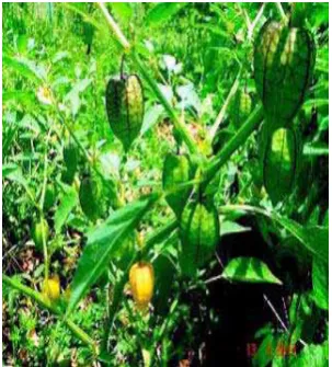 Gambar 16. Pultak pultak (Physalis angulata Linn.) 