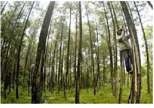 Gambar 2.1. Pohon Kemenyan 