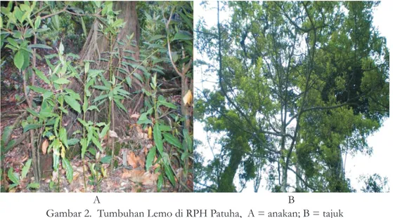 Gambar 2.  Tumbuhan Lemo di RPH Patuha,  A = anakan; B = tajuk   Figure 2.  Lemo standings in RPH of  Patuha,  A = seedlings; B = canopy