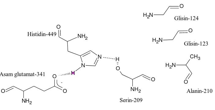 Gambar 2.3 Struktur enzim lipase Candida rugosa (Monecke et al, 1998) 