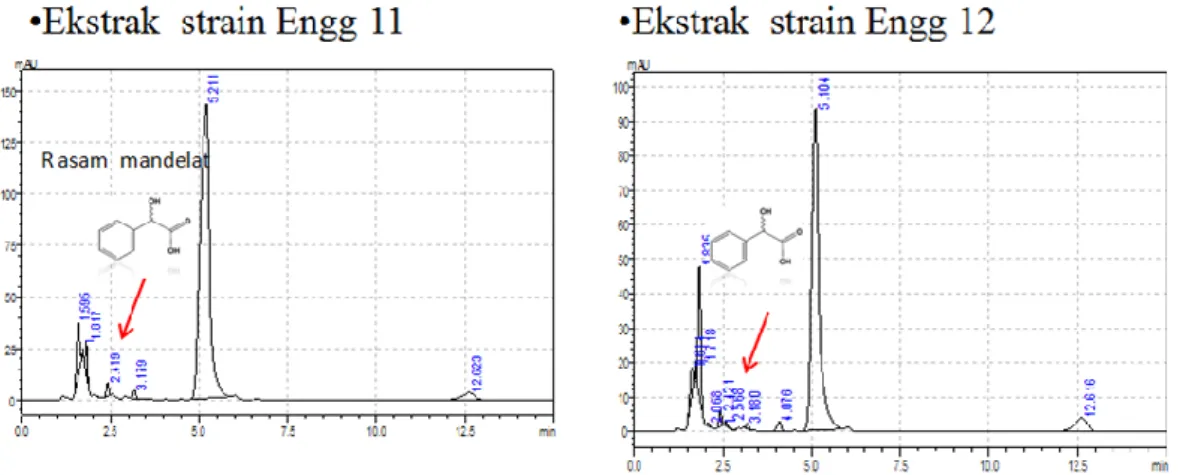 Gambar 9.  Kromatogram ekstrak produk biotransformasi mandelonitril dari isolat strain Eng