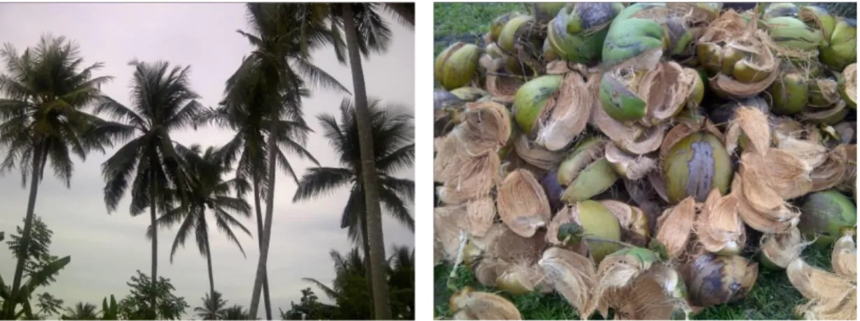 Gambar 1. Potensi kelapa dan sabut kelapa di Gampong Meuriya, Aceh Utara 