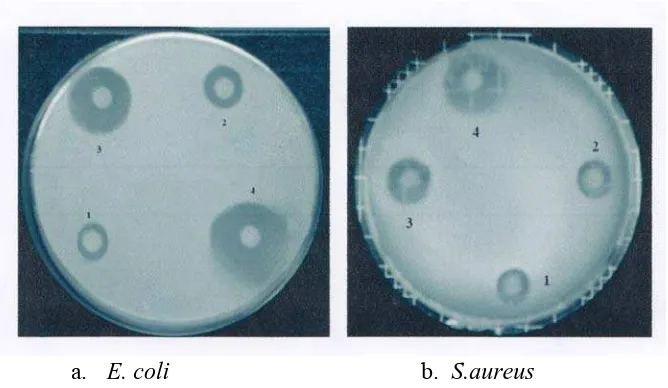 Gambar 2.1 Uji Antibakteri Escherichia coli Keterangan gambar: 