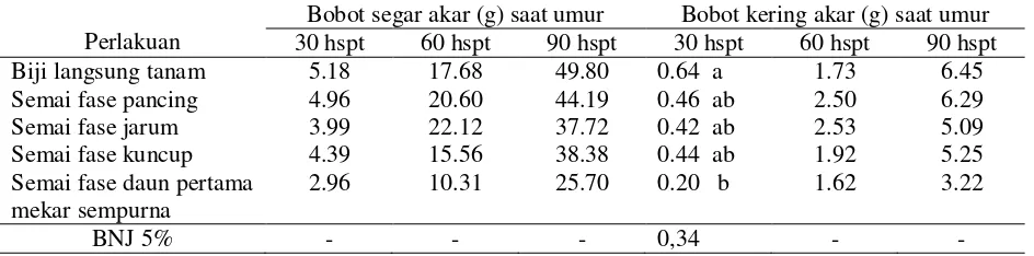 Tabel 2. Tinggi bibit tanaman kelor pada berbagai fase pindah tanam semai 