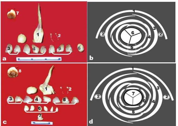 Gambar 2.1.  Bagian organ bunga betina normal (a dan b) dan abnormal (c dan d). (a1) daun pelindung, (a2) stamen, (a3) pelindung bunga, (a4) & (a5) perhiasan bunga, (a6) karpel utama, (a7) irisan melintang karpel utama, (b) posisi bagian organ bunga normal