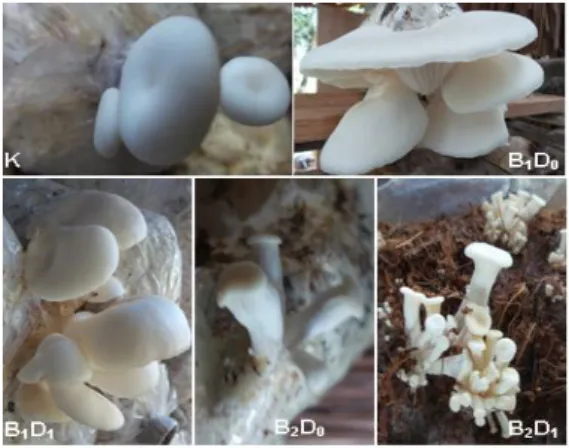 Gambar 1.  Primordia  dan  tubuh  buah  jamur  tiram putih pada setiap perlakuan Bobot  total  jamur  tiram  putih  yang  dihasilkan  merupakan  akumulasi  dari  empat  kali  panen  dengan  pengecualian  pada  kelompok  100%  serbuk  kayu  (K)  yang  hanya