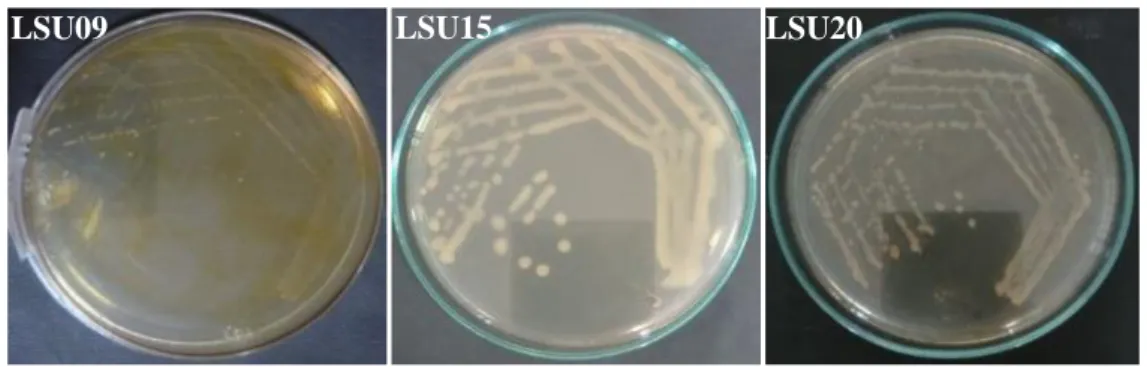 Gambar  4.  Koloni  bakteri  yang  berpotensi  dapat  mendegradasi  dibenzotiofena  setelah  digores  kuadran pada media MSSF-CA padat 