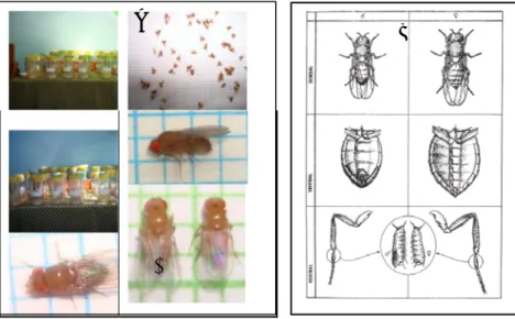 Gambar 1. Pengamatan Drosophila hasil tangkapan dari pasar tradisional di Kota Jambi dan Perbandingan morfologi Drosophila jantan dan Betina