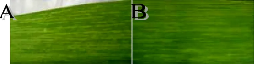 Gambar 2. (A): gejala streak mosaic tebu varietas PS 864 kontras 40%, (B): gejala streak mosaic tebu varietas PS 864 dengan perbesaran 400 x dan dikontraskan 40%.