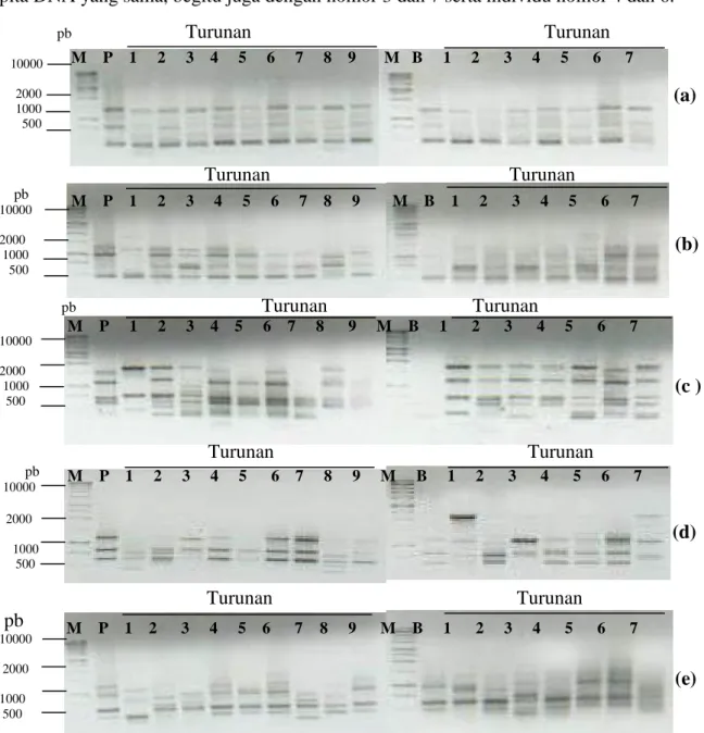 Gambar  1.  Pola  pita  DNA  yang  dihasilkan  pada  analisis  RAPD  antara  dua  tanaman  induk  manggis  dan  keturunannya masing-masing dengan menggunakan lima primer: (a).SB-13; (b)