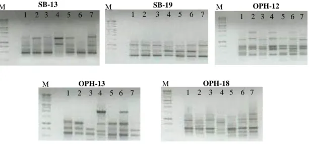 Gambar  2.  Pola  pita  DNA  yang  dihasilkan  pada  analisis  RAPD  antara  tujuh  tanaman  turunan  dari  tanaman  induk  Subarang  Sukam  dengan  menggunakan  lima  primer