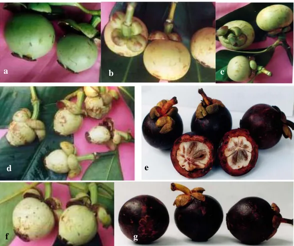 Gambar  1.  Penampilan  buah  beberapa  aksesi  manggis  dari  Propinsi  Bengkulu:  a