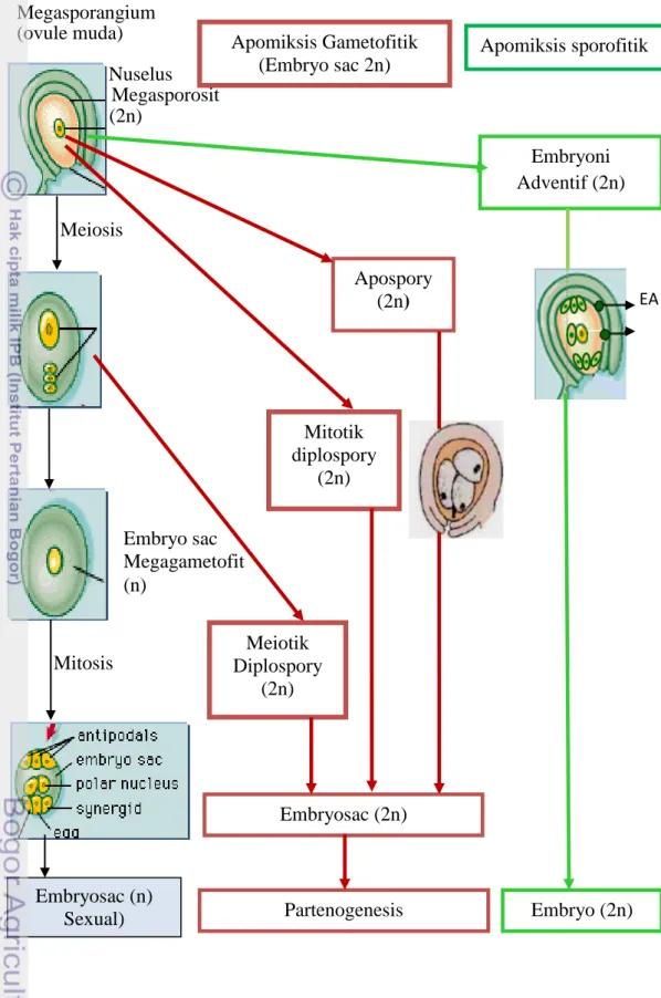 Gambar 2  Mekanisme berbagai tipe apomiksis (Dimodifikasi dari  Carneiro et al. 