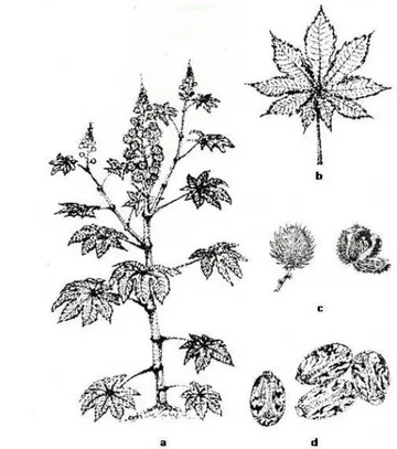 Gambar 1. Fenotipe jarak kepyar. (a) susunan cabang dan tandan buah; (b) daun; 