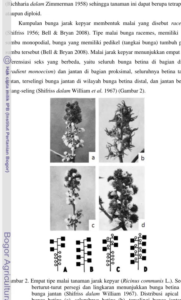 Gambar 2. Empat tipe malai tanaman jarak kepyar (Ricinus communis L.). Secara  berturut-turut  persegi  dan  lingkaran  menunjukkan  bunga  betina  dan  bunga  jantan  (Shifriss  dalam  William  1967)