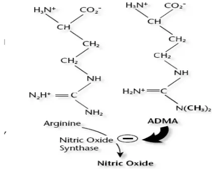 Gambar 4. Arginine dan ADMA pada sintesa nitric oxide. 34 