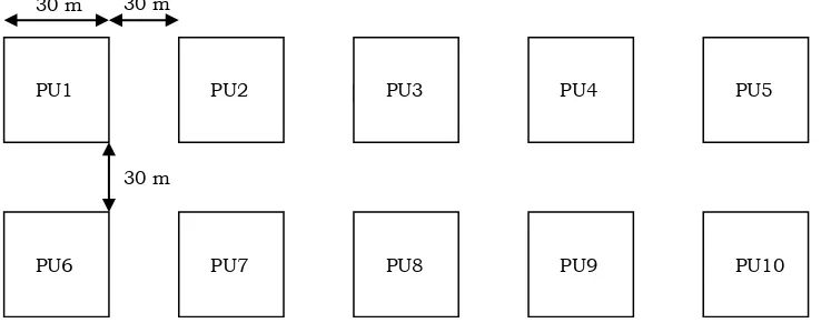 Gambar 1. Desain petak contoh untuk inventarisasi tegakan Eucalyptus (PU1-PU10; 30 x 30 m)   