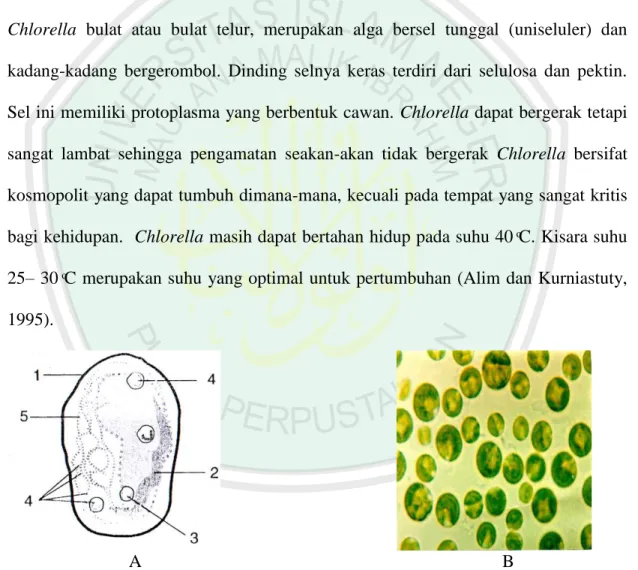 Gambar 2.7 Struktur morfologi dan koloni Chlorella sp. (Alim dan  Kurniastuty,1995). 