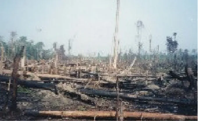 Gambar 36. Banyak  kayu karet yang  berasal dari hutan  karet rakyat saat ini  hanya berakhir  menjadi arang,  karena belum adanya  insentif bagi petani  untuk 