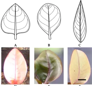 Gambar 2. Bentuk morfologi daun manggis pada 30  MST: A. ovate, B. obovate, dan C lacoleate