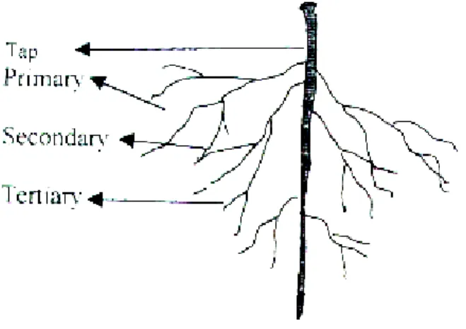 Gambar 1. Sistem perakaran pada tanaman Leguminosae (Rao dan Ito, 1998)  Diameter akar 