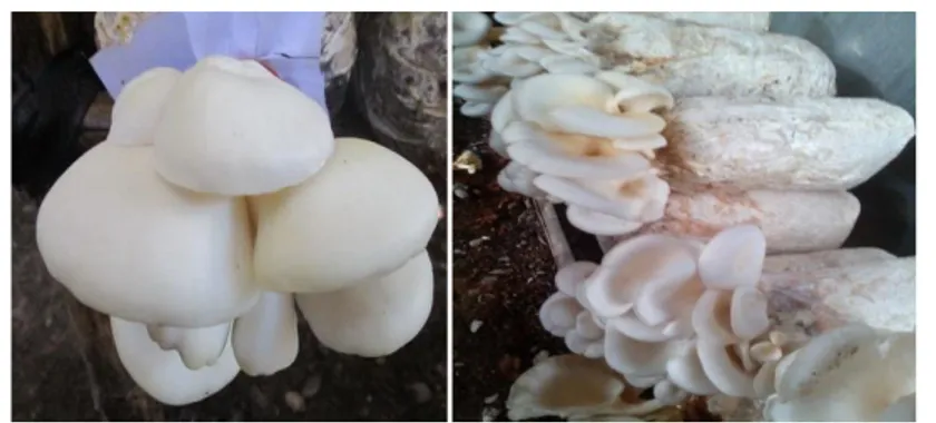 Gambar 12. Hasil panen jamur tiram dengan tudung yang lebih putih  dan massa tudung per baglog meningkat 