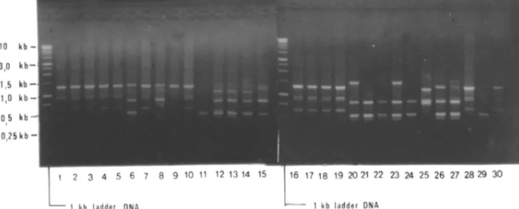 Gambar 1.  Hasil  amplifikasi  DNA  30  nomor  tanaman  abaka  dan  kerabat  liarnya  dengan menggunakan praimer abi 117.17