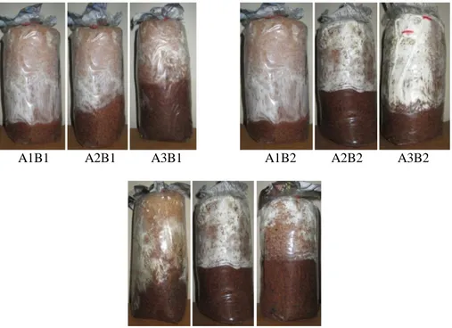 Gambar 1. Perbandingan Baglog perlakuan pengapuran pada minggu pertama. A1 = Air kelapa ; A2 = Air  cucian beras ; A3 = Air kran, B1 = pH 3 ; B2 = Ph 4 ; B3 = Tanpa pengaturan pH   