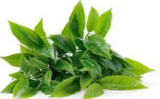Gambar 1. Daun Teh Hijau 