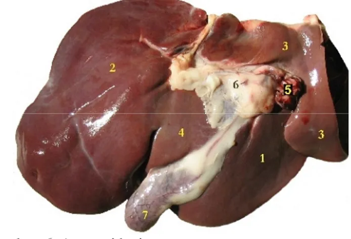 Gambar 6 Anatomi hati