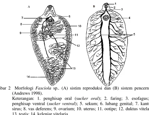 Gambar 2 Morfologi Fasciola sp.. (A)  sistim  reproduksi  dan  (B)  sistem  pencernaan (Andrews 1998).