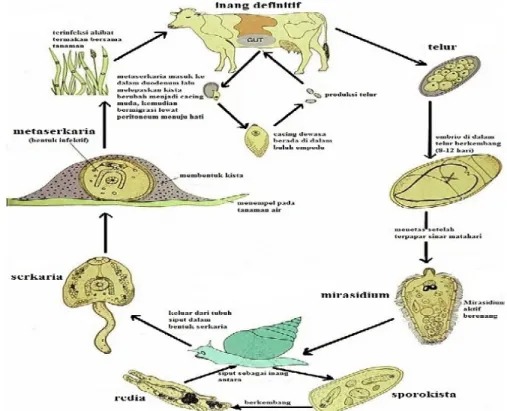 Gambar 4 Siklus hidup Fasciola sp. Sumber: Bennett 1999