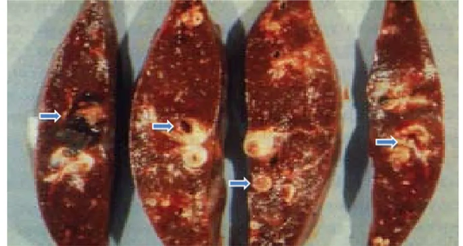 Gambar 5 Perubahan anatomi hati sapi yang mengalami fasciolosis. Tanda  panah menunjukkan  terowongan  jalur  migrasi F.gigantica .