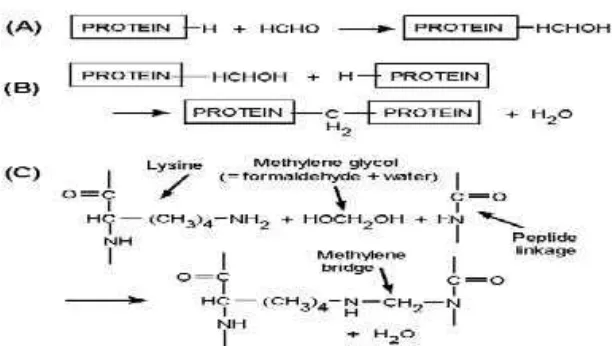 Gambar 1. Reaksi Formalin dengan Protein