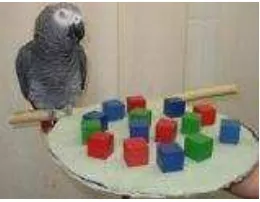 Figure 4.2: A parrot game picture