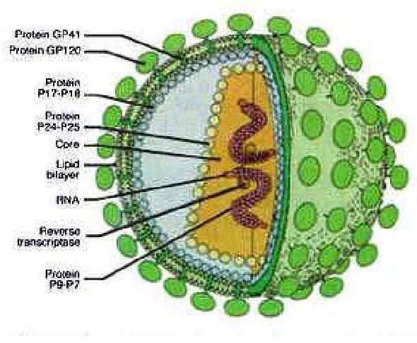Gambar 1. Struktur Virus HIV 