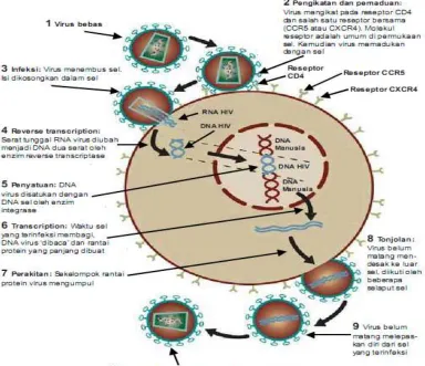 Gambar 2. Siklus Replikasi HIV 