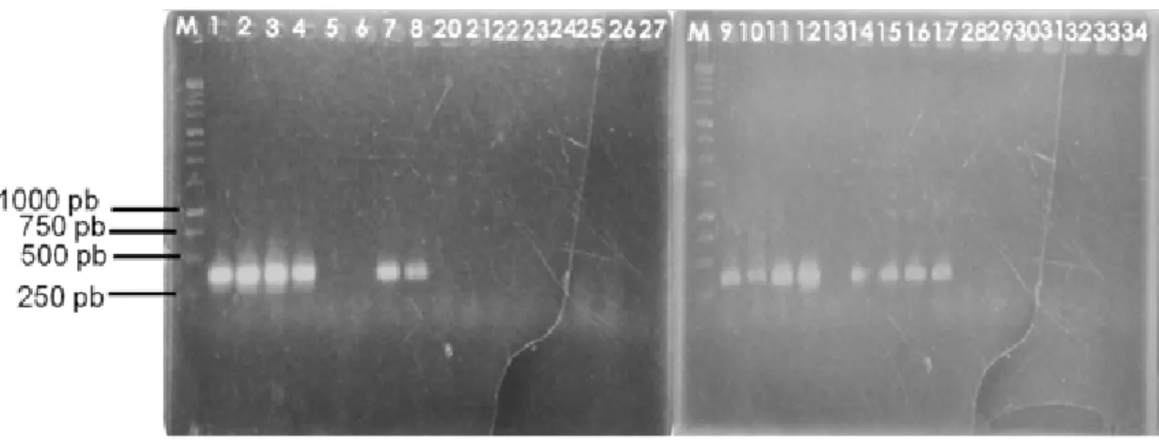 Gambar 3.  Hasil elektroforesis dari amplifikasi DNA manggis. M = 1 kb; 1–17 aksesi manggis buah  tidak bergetah dan 20–34 aksesi manggis bergetah kuning (Electrophoresis result from DNA  amplification on mangosteen