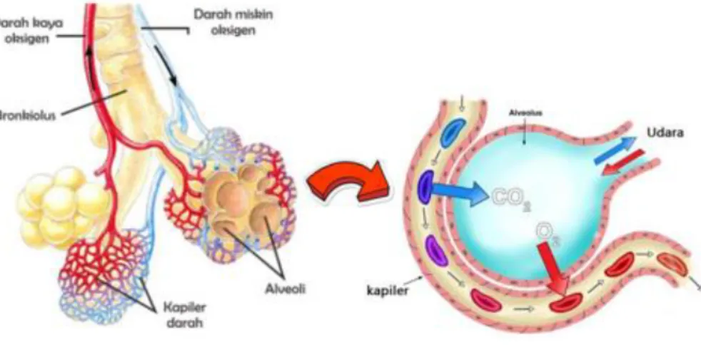Gambar 2.8 Alveolus     