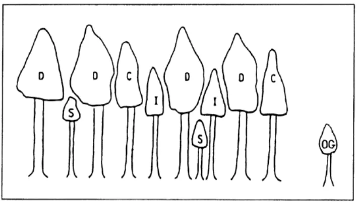 Gambar 1. Stratifikasi Tajuk Pohon (Sumber : USDA, 2006)  