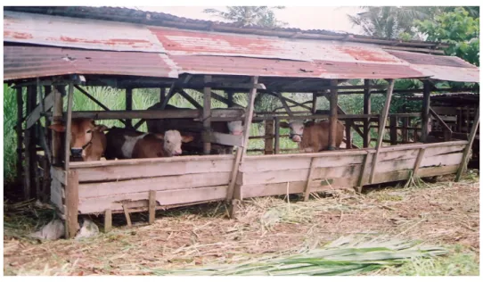Gambar  2.   Kandang yang digunakan oleh peternak 