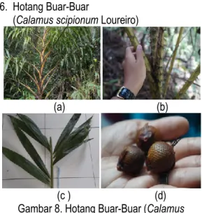 Gambar 7. Hotang Sulfi (Calamus ornatus  Blume): (a) Perawakan, (b) Batang,     (c) Daun 