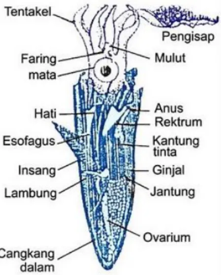 Gambar 1. Struktur Anatomi Cumi-cumi (Loligo sp) 