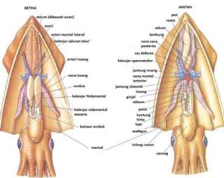 Gambar 2. Perbedaan Anatomi Cumi-cumiJantan dan Betina 