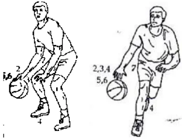 Gambar 2.1 Control dan Kecepatan Dribble Bola Basket  (Hal Wissel, 2000:97) 